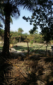 [cml_media_alt id='2436']guinea-bissau-3[/cml_media_alt]